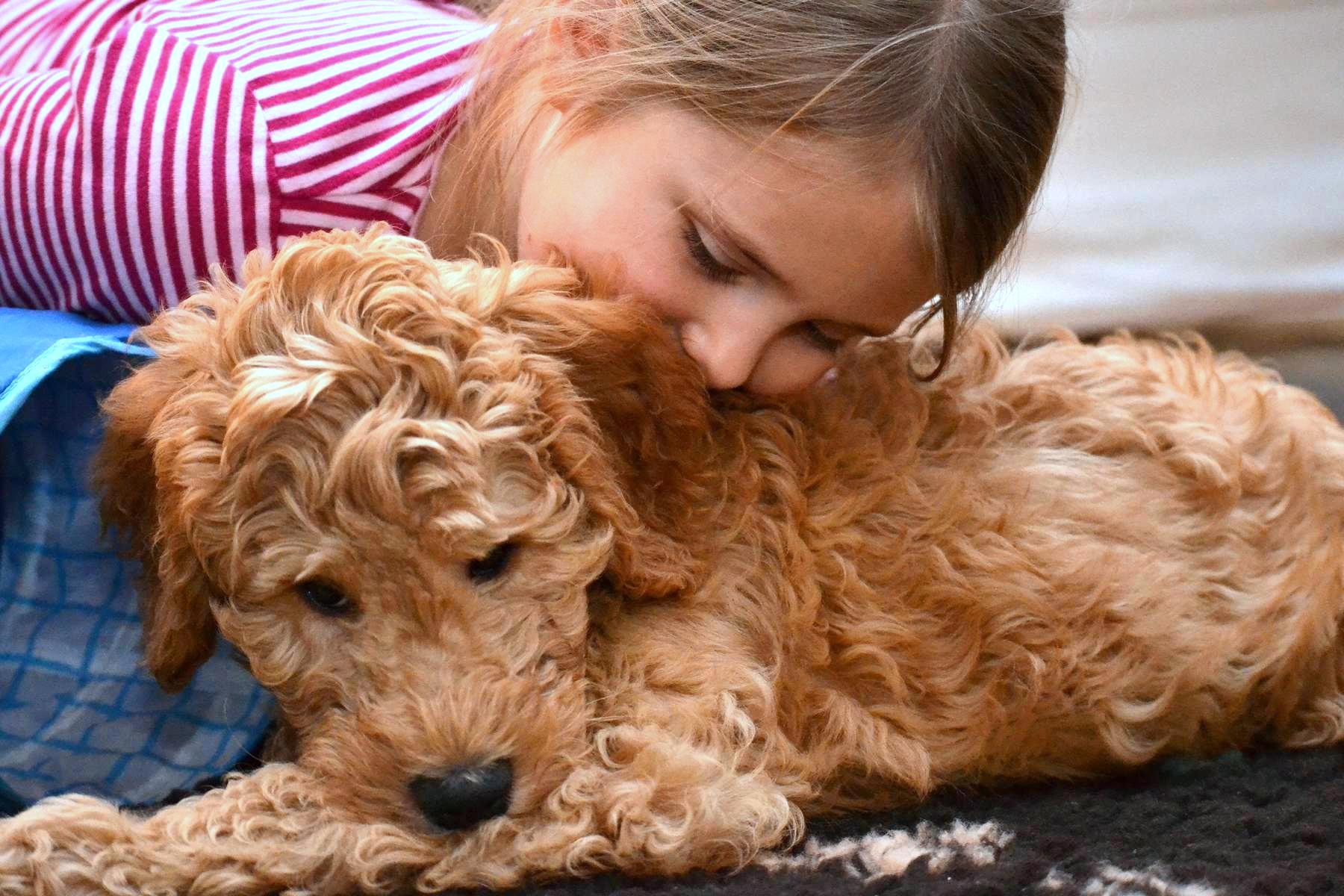 australian labradoodle